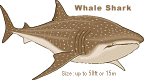 whaleshark1.gif