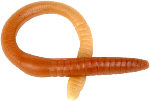 Worm. Illustration copyrighted.
