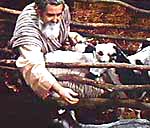 Noah with animals. Photo copyrighted, Films for Christ. Photographer: Paul S. Taylor.