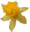 Daffodil