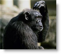 Chimpanzee. Photo copyrighted.