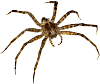 Dock spider. Photo copyrighted.