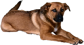 Dog. Photo copyrighted.