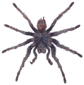 Spider—a type that eats birds. License: h