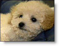 Copyright, Mulberry Square Releasing