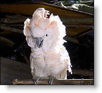 Copyright, Mulberry Square Releasing