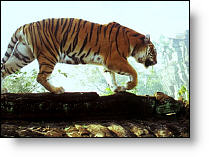 Copyright, Universal Pictures