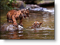 Copyright, Universal Pictures