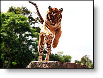 Copyright, Universal Pictures