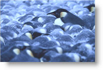 Copyright, Warner Independent Pictures