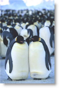 Copyright, Warner Independent Pictures