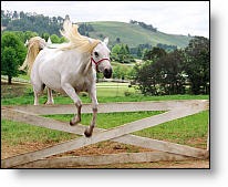 Copyright, Warner Brothers