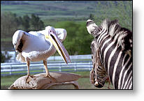 Copyright, Warner Brothers