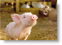 Copyright, Paramount Pictures