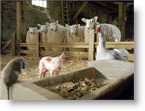 Copyright, Paramount Pictures