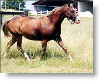 Copyright, Twentieth Century-Fox Film Corporation