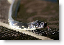 Copyright, New Line Cinema