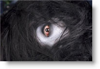 Copyright, Columbia Pictures, Sony Pictures