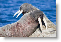 Copyright, Paramount Classics