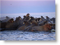 Copyright, Paramount Classics