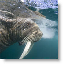 Copyright, Paramount Classics