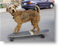 Copyright, Twentieth Century-Fox Film Corporation