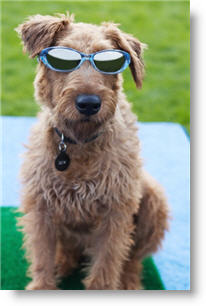 Copyright, Twentieth Century-Fox Film Corporation