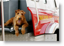 Copyright, Twentieth Century-Fox Film Corporation