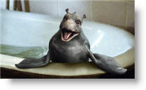Copyright, Walden Media / Sony Pictures