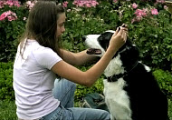 Copyright, Vision Films / Waldo West Productions