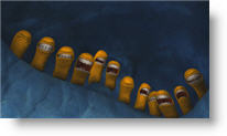 Copyright, Big Idea Inc.
