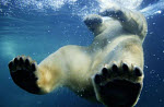 Copyright, Walt Disney Studios Motion Pictures / Disney Nature