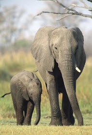 Copyright, Walt Disney Studios Motion Pictures / Disney Nature