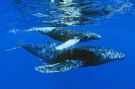 Copyright, Walt Disney Studios Motion Pictures / Disney Nature