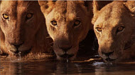 Copyright, Walt Disney Studios Motion Pictures / Disney Nature