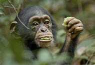 Copyright, Disneynature, Walt Disney Studios Motion Pictures