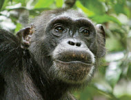 Copyright, Disneynature, Walt Disney Studios Motion Pictures