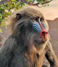 Copyright, Walt Disney Studios Motion Pictures