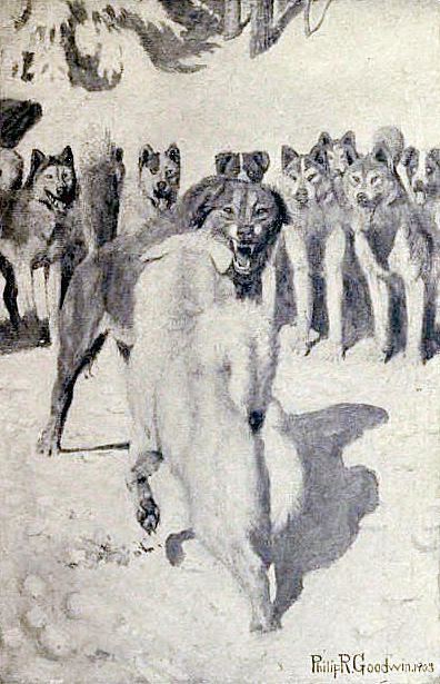Illustration by Philip R. Goodwin in Jack London’s Call of the Wild