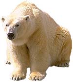 Северный медведь