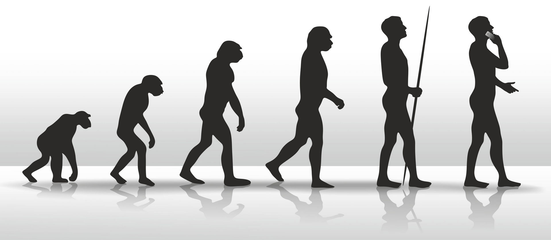 Evolutionism, Ape to Man. Copyrighted. Licensed (35007441)
