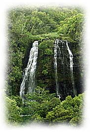Rain forest waterfalls. Fotógrafo: Paul S. Taylor. Copyrighted.
