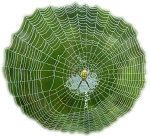 Spider Web. Illustration copyrighted.