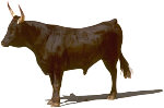 Bull. Illustration copyrighted.