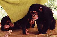 Baby chimpanzees (photo copyrighted, Courtesy of Films for Christ)