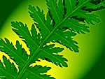 Fern frond. Copyrighted.
