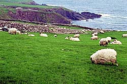 Sheep grazing in Irish pasture. Photo Copyrighted.