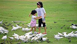 Girls feeding pigeons. Photo copyrighted. Courtesy of Films for Christ.